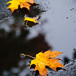 Fall Foliage Gallery : 
This gallery contains images of fall (autumn) foliage.   If you're interested in licensing an image (royalty-free stock), please visit my iStockphoto page  If you don't see the image of mine you're looking for on iStockphoto, please contact me via this web site (email link at top of page).  Assuming the image your interested in has never been uploaded to iStock, I can offer that image to you here on this site.  Thanks for considering my photos!

Visit My Blog
